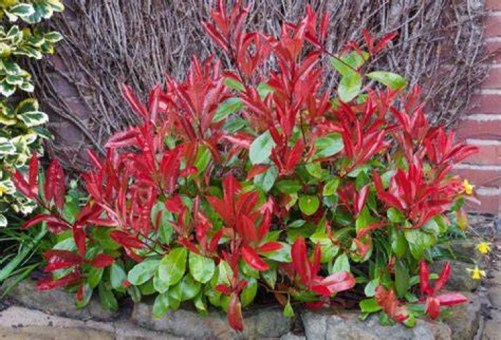 Is Red Robin shrub poisonous