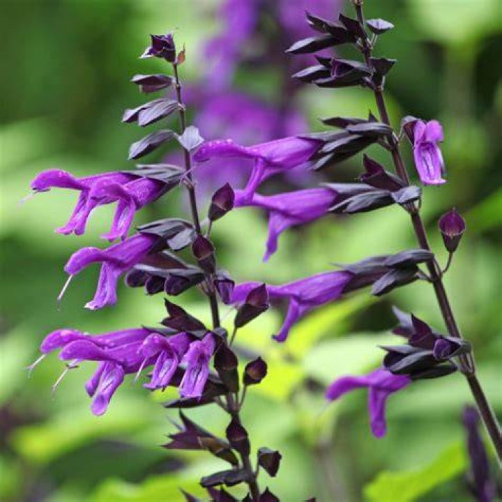 Is Salvia Amistad a perennial