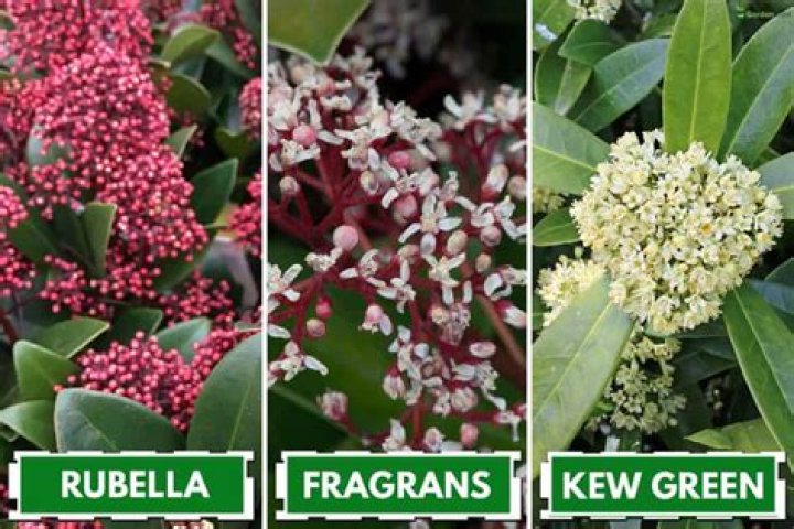 Is skimmia rubella male or female