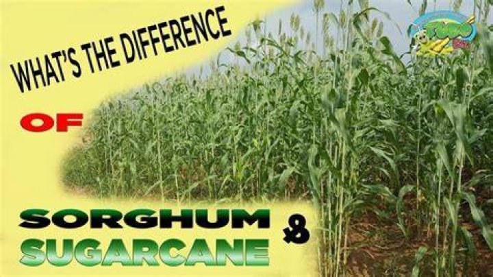 Is sorghum and sugarcane the same