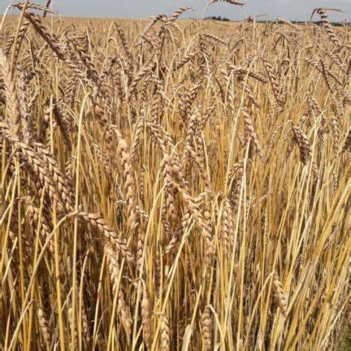 Is Spelt a seed