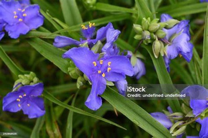 Is spiderwort native to North America