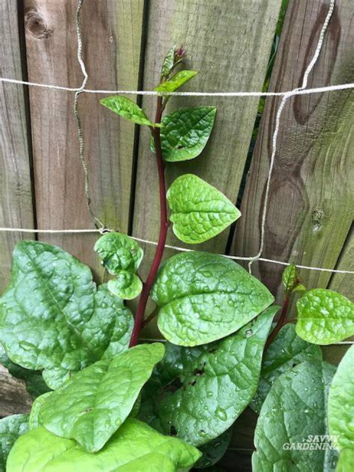 Is spinach a climbing plant