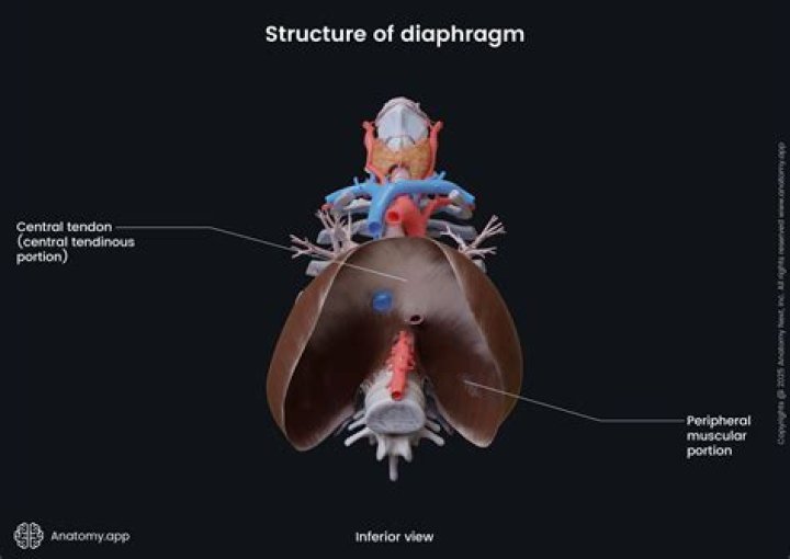 Is the diaphragm inferior to the lungs
