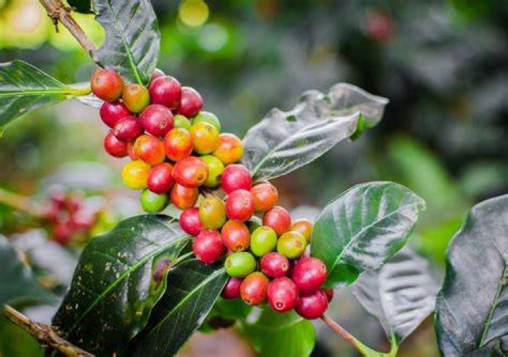 Is the fruit of a coffee plant edible