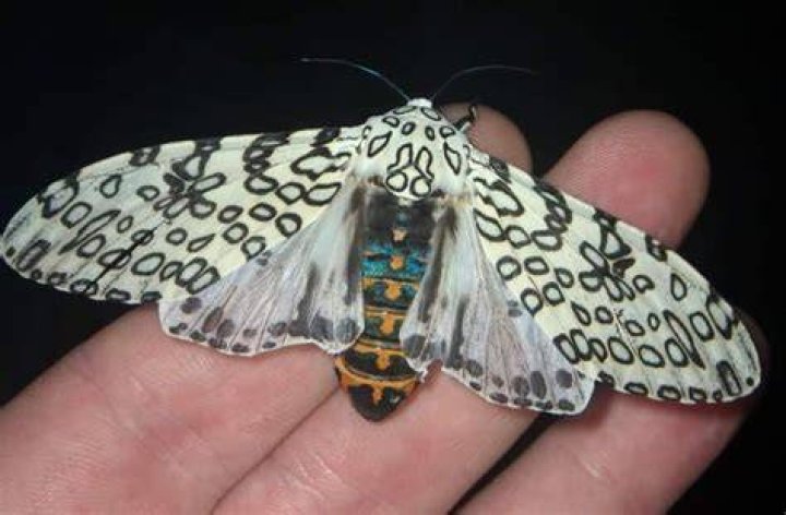 Is the giant leopard moth rare