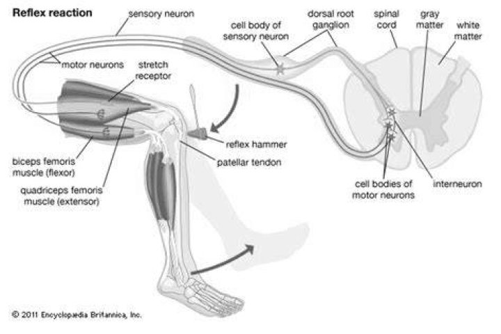 Is the knee jerk reflex Polysynaptic