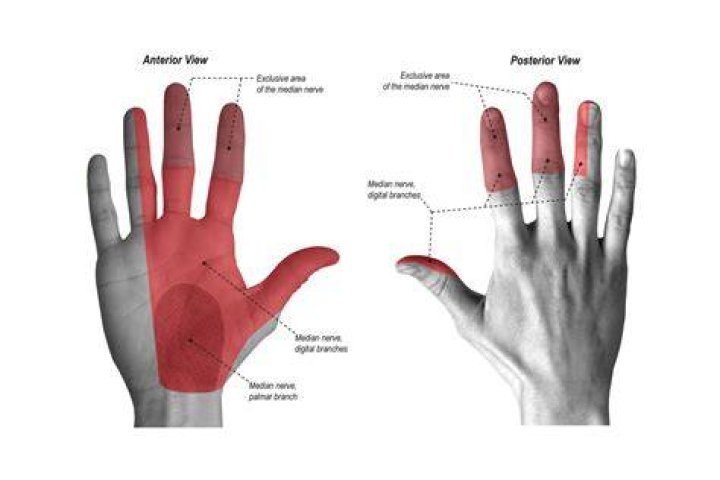 Is the median nerve sensory or motor