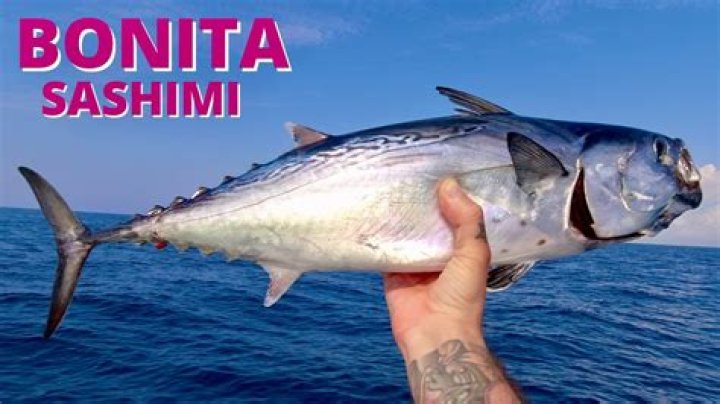Is there a fish called Bonita