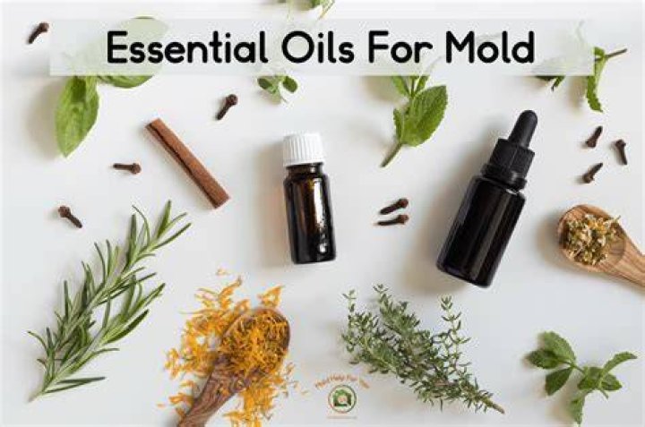 Is there an essential oil for mold