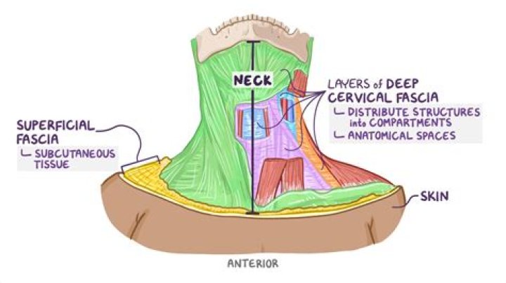 Is there fascia in the head