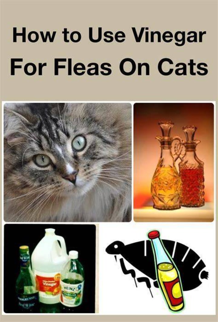 Is vinegar effective against fleas