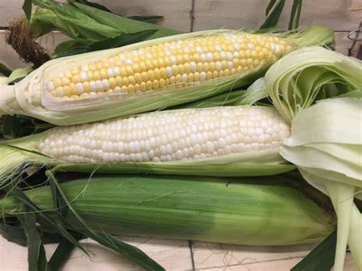 Is waxy corn GMO