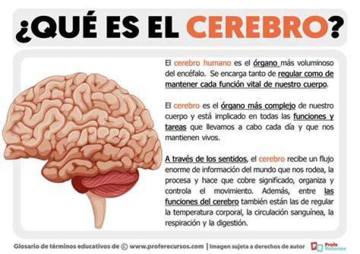 ¿Por qué está formado el cerebro