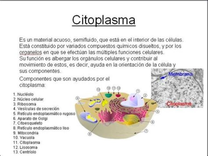¿Qué es el citoplasma y sus partes