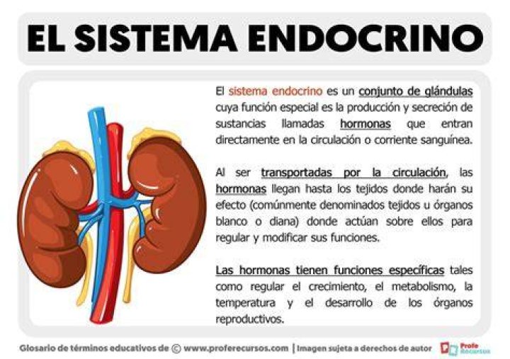 ¿Qué es el sistema endocrino para niños