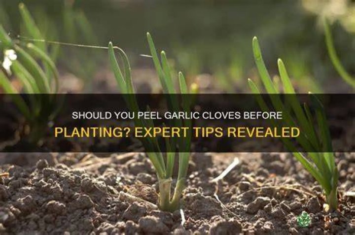 Should garlic cloves be peeled before planting