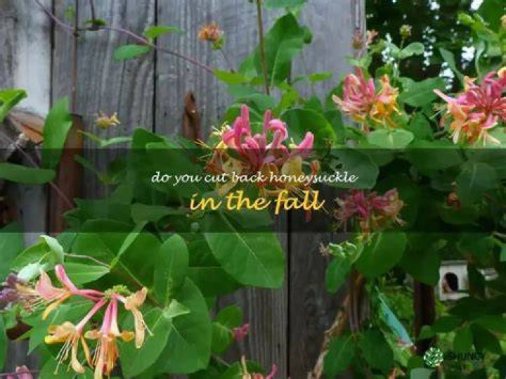 Should honeysuckle be cut back in the fall