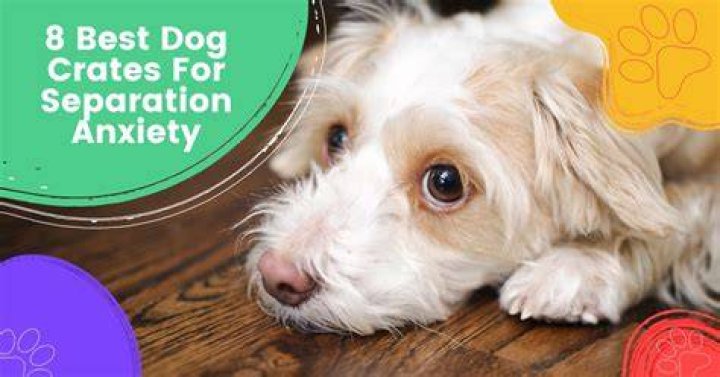 Should I crate a dog with separation anxiety