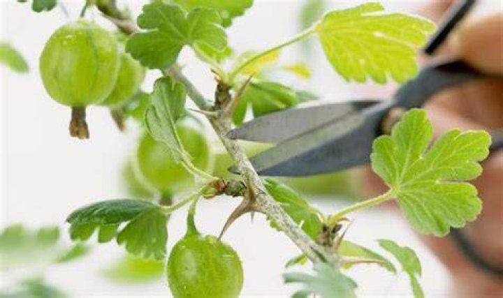 Should I cut back gooseberries
