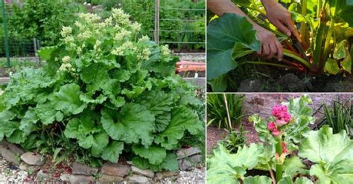 Should I let my rhubarb flower