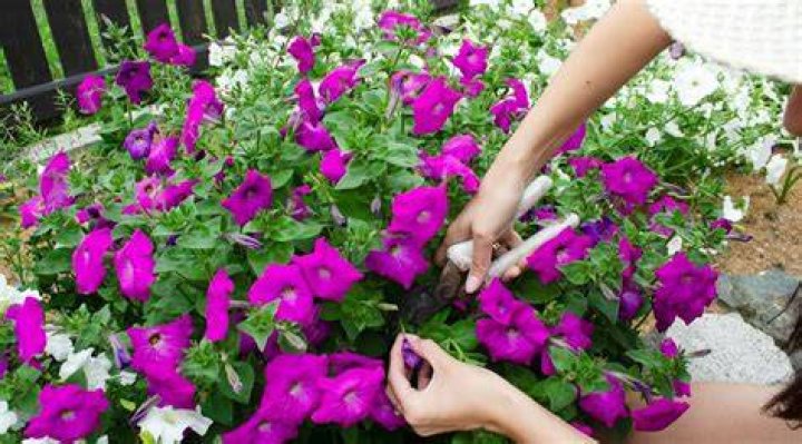 Should petunias be cut back