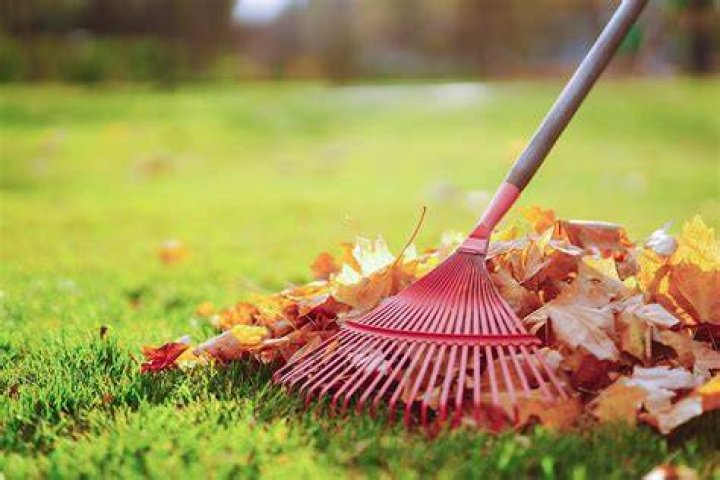 Should you rake leaves in the fall or spring