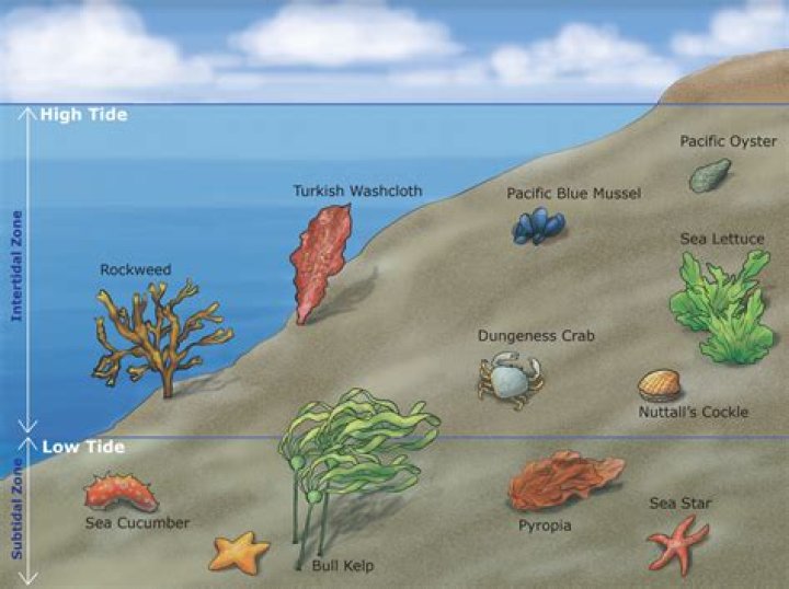 What adaptations do organisms in the intertidal zone have