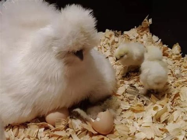 What age do silkie chickens lay eggs