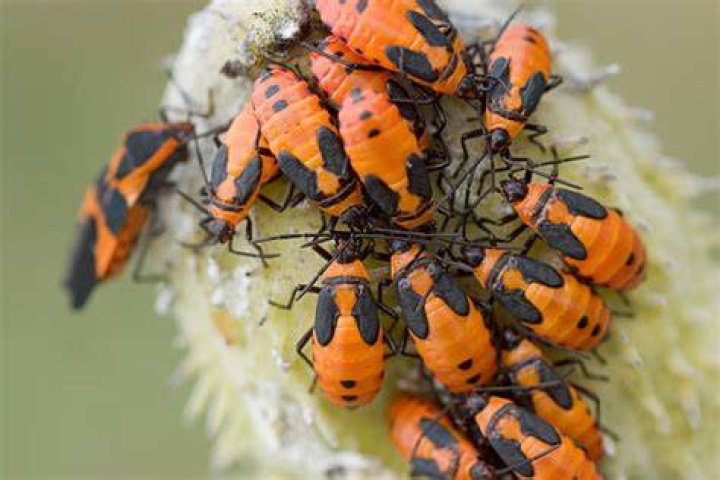 What animals eat milkweed bugs