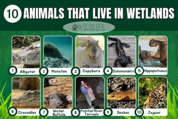 What animals live in freshwater wetlands