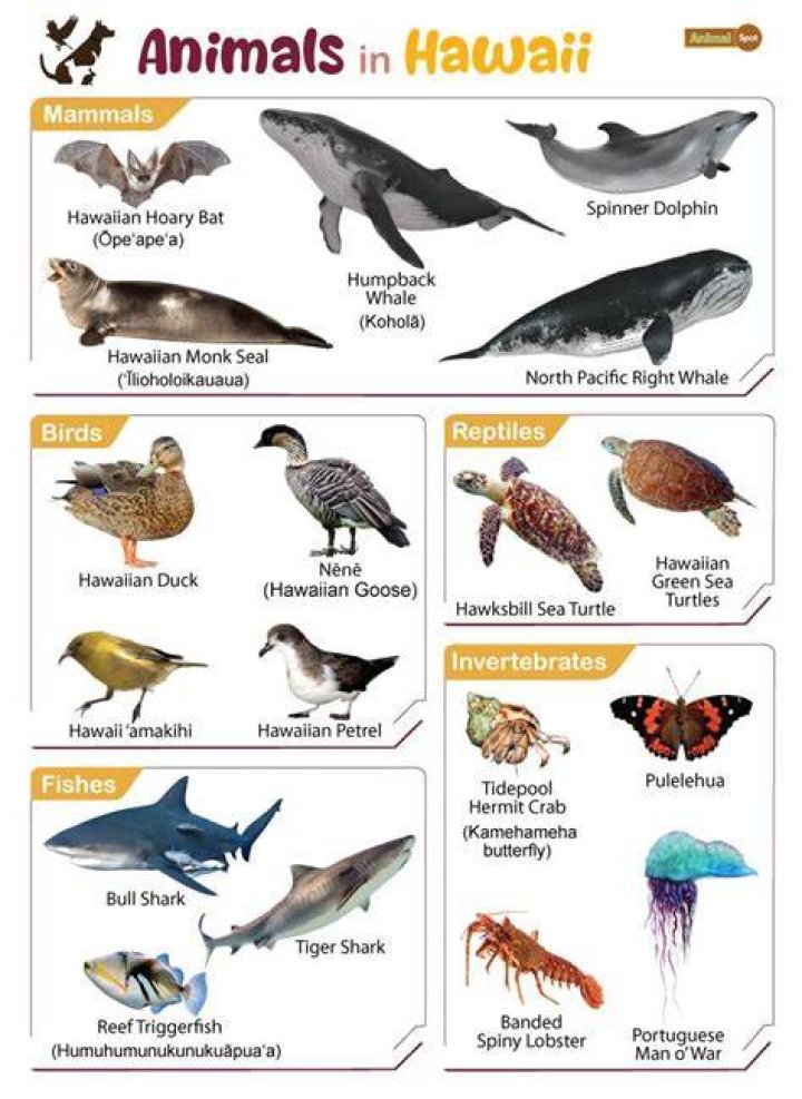 What animals live on Oahu