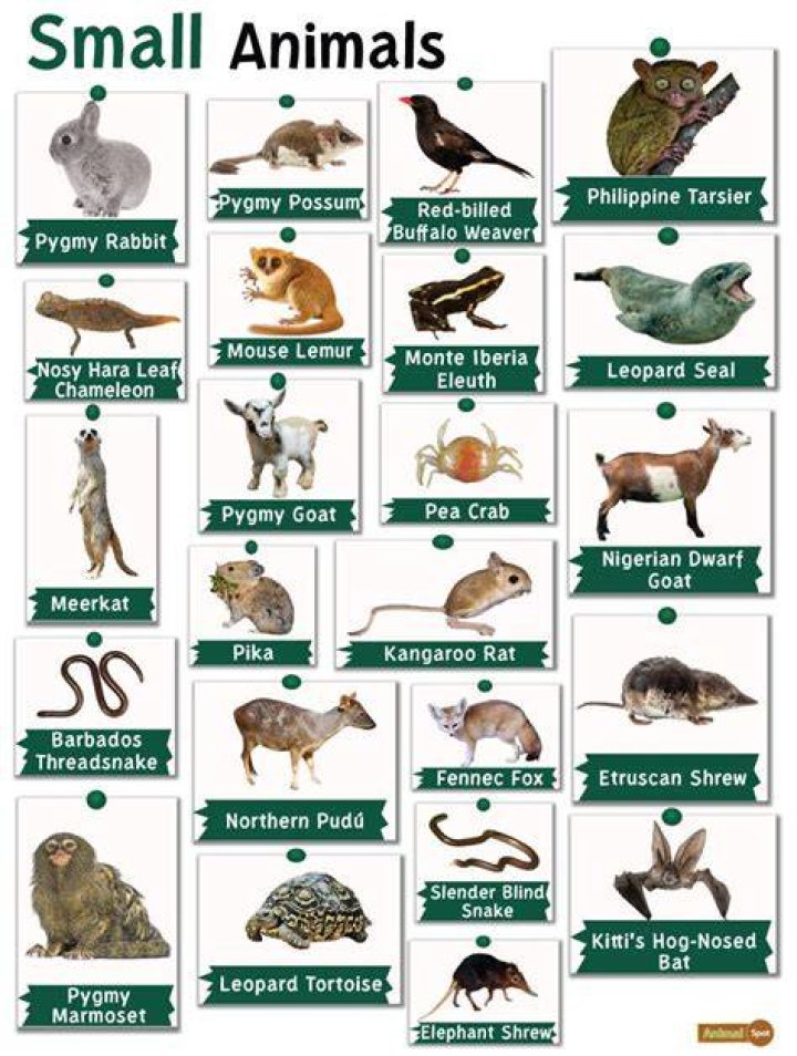 What animals stay small