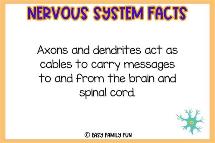 What are 3 interesting facts about the nervous system