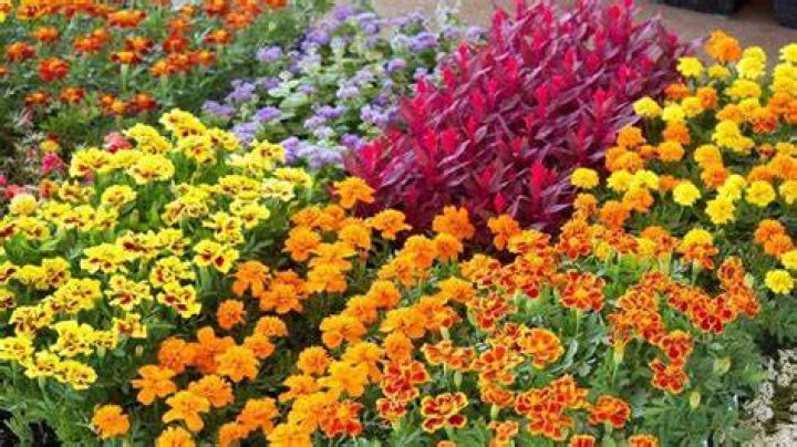 What are bedding plants used for