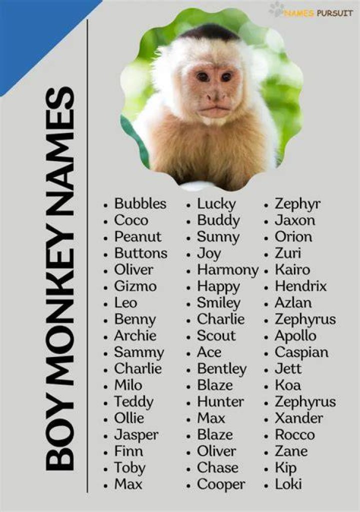 What are cute monkey names