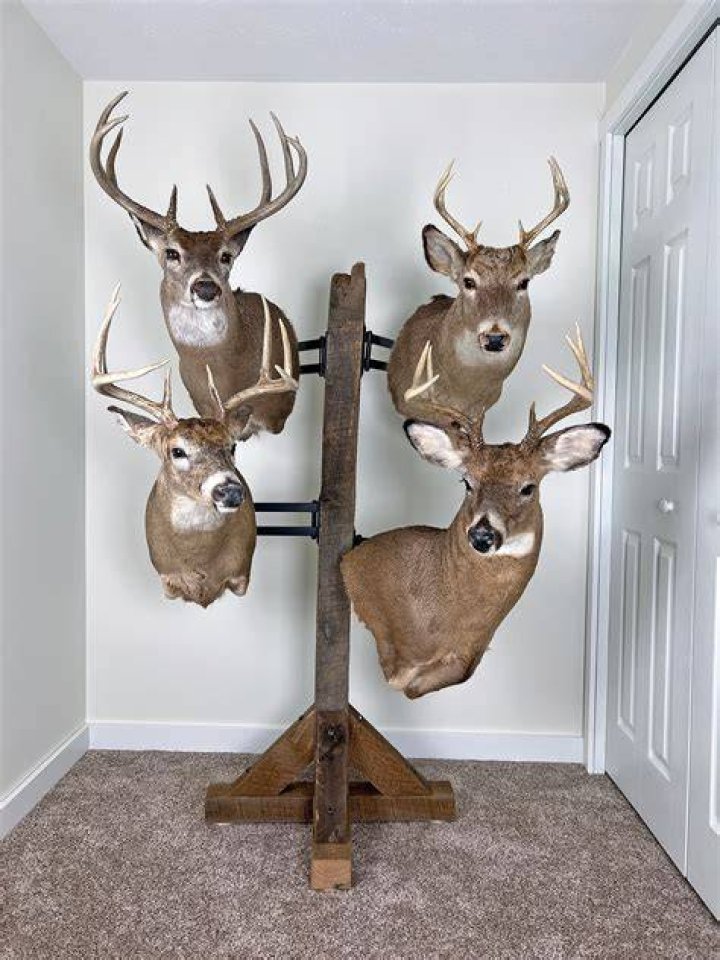 What are deer mounts worth