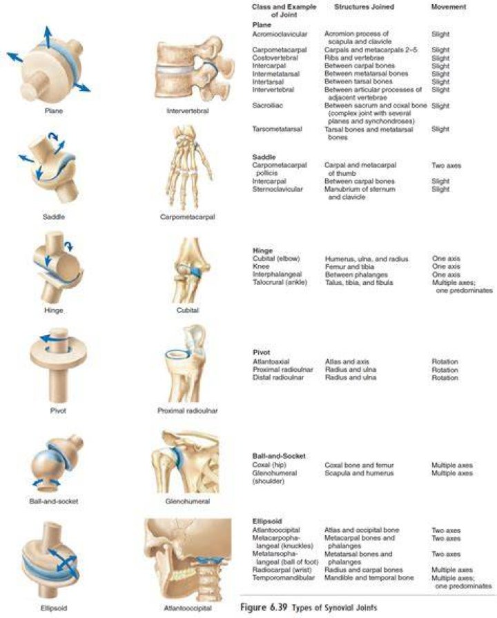 What are different types of synovial joints