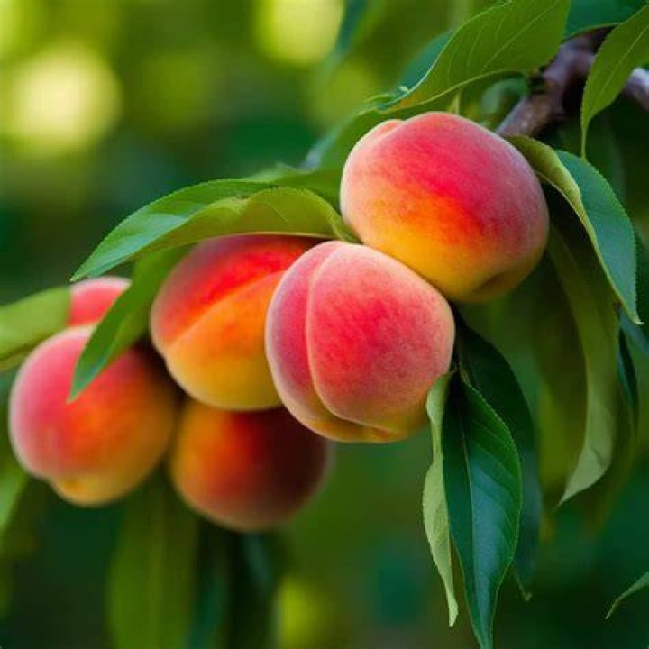 What are Elberta peaches