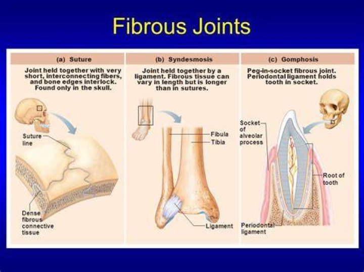 What are examples of fibrous joints