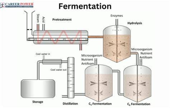 What are fermenting carbohydrates