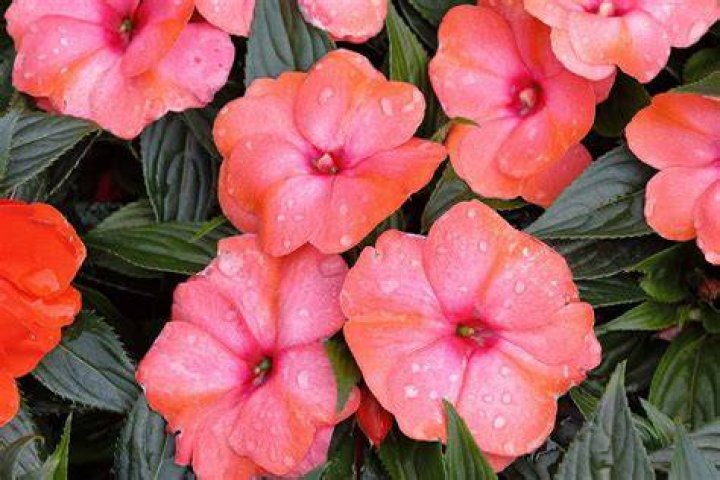 What are impatiens used for