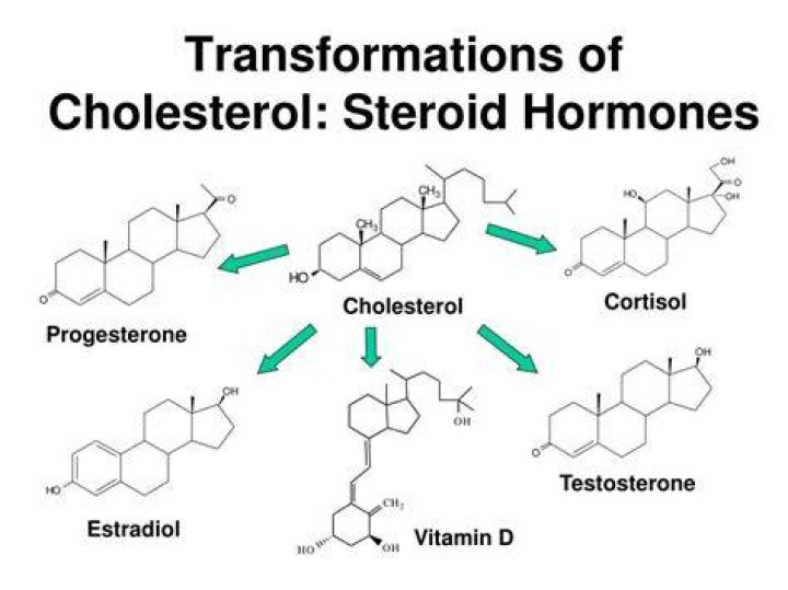 What are lipid hormones that are converted from cholesterol