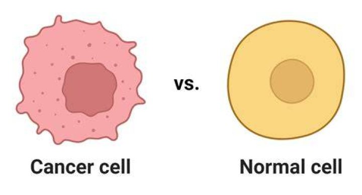 What are normal cells