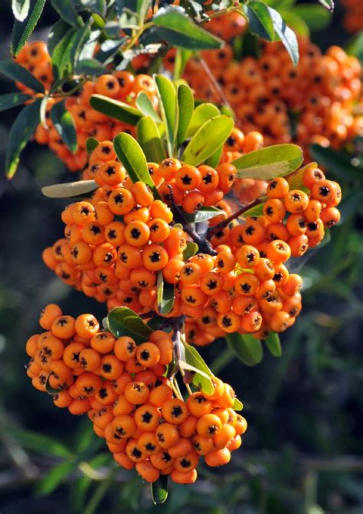 What are orange berries