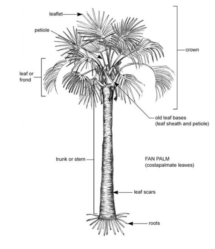 What are palm tree limbs called