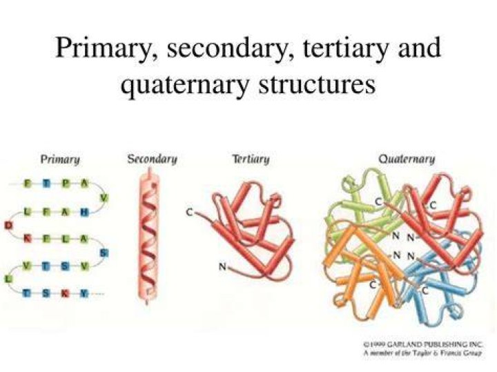 What are protein primary secondary tertiary and quaternary structures