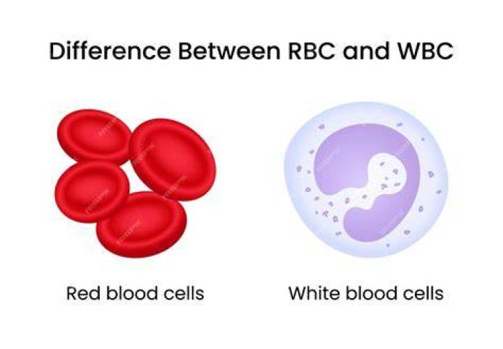 What are RBC and WBC