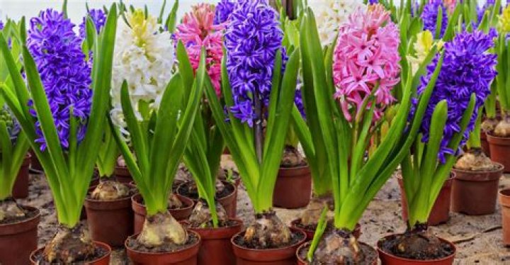 What are some flowers that grow from bulbs