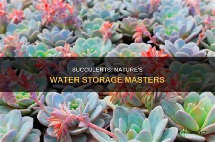 What are succulent plants Why are they called so